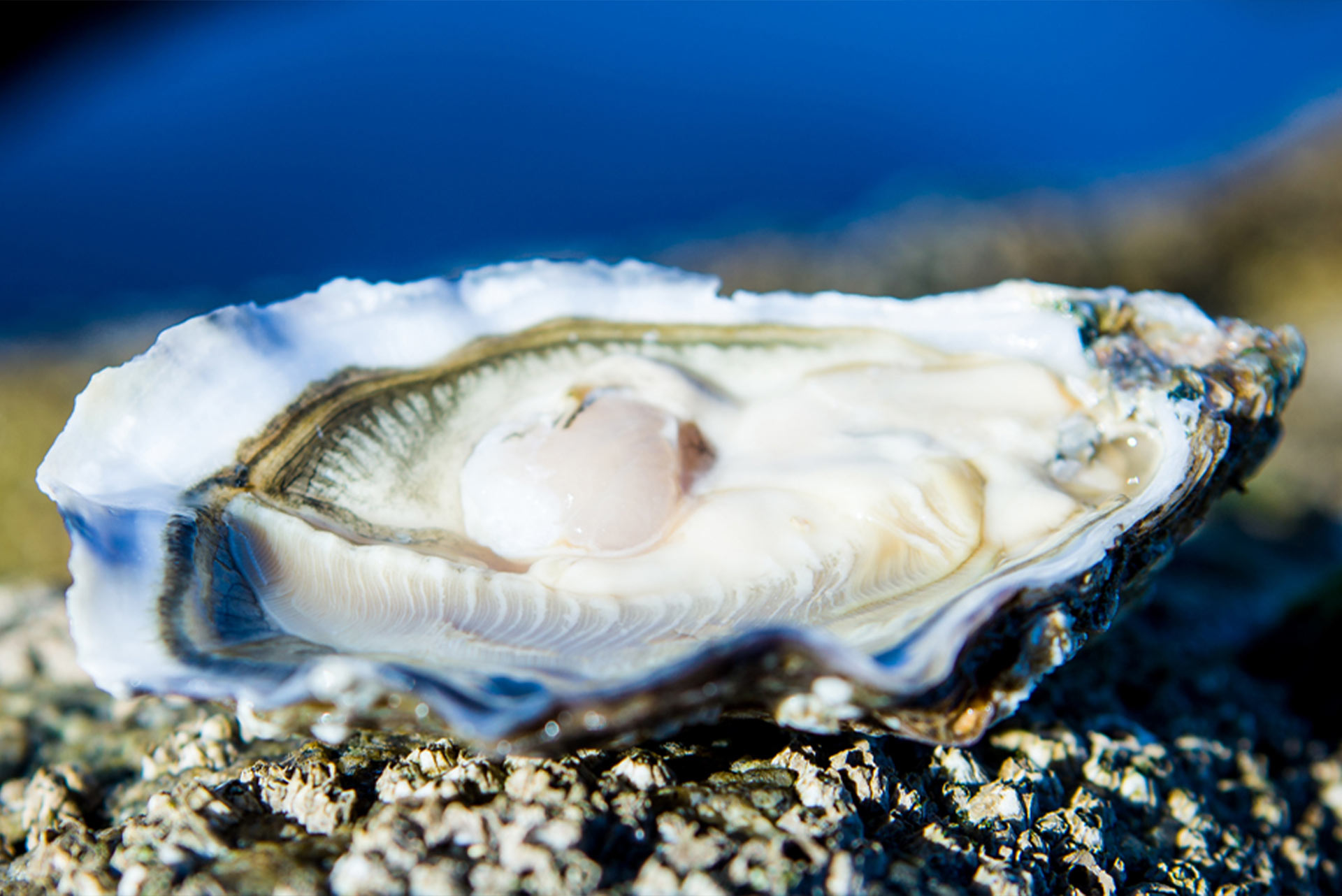 Carlingford Oyster Company